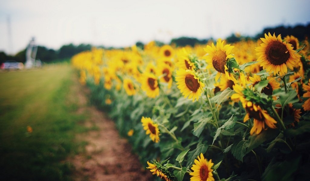 Обои цветы, трава, природа, зелень, поле, лето, подсолнухи, размытие, flowers, grass, nature, greens, field, summer, sunflowers, blur разрешение 1920x1200 Загрузить