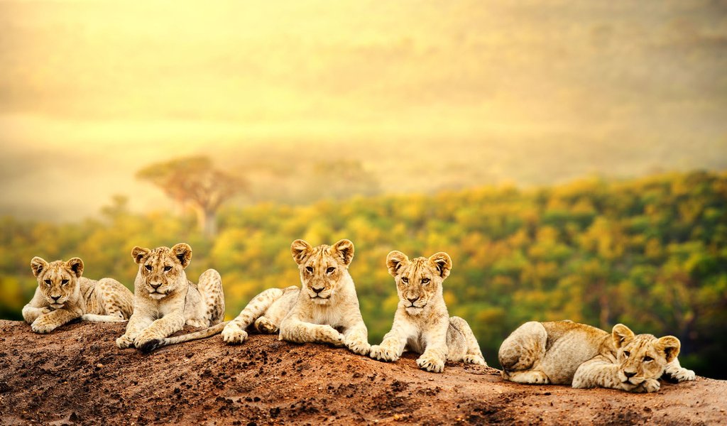 Обои львы, львята, хищники, большие кошки, lions, the cubs, predators, big cats разрешение 1920x1200 Загрузить