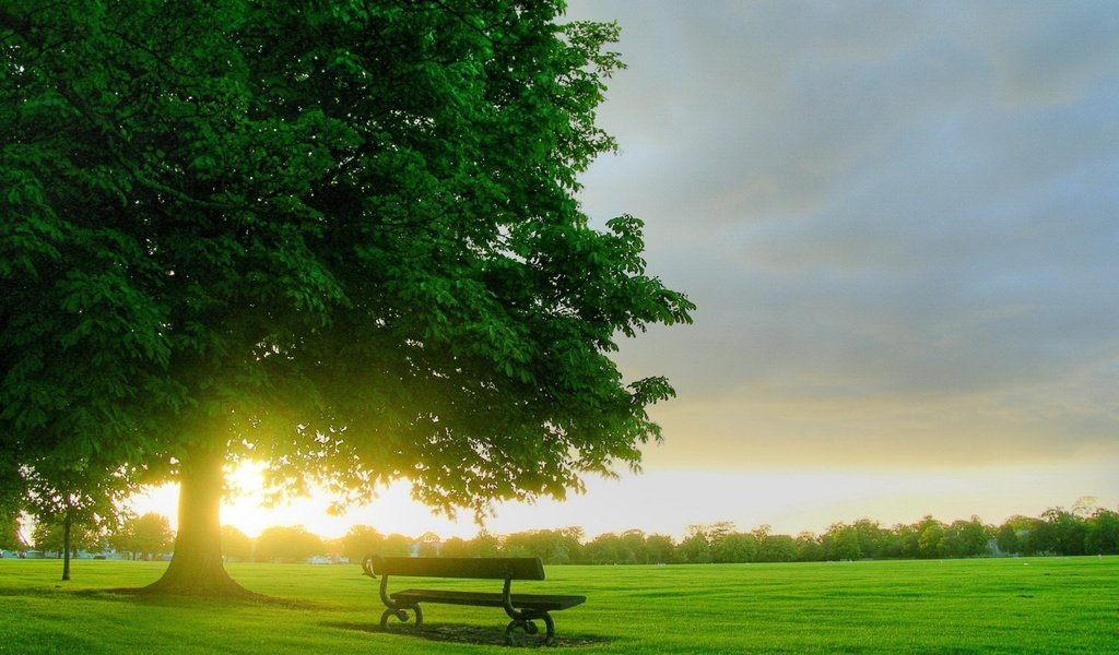 Обои природа, дерево, утро, поле, рассвет, скамейка, лавочка, nature, tree, morning, field, dawn, bench, shop разрешение 1920x1080 Загрузить