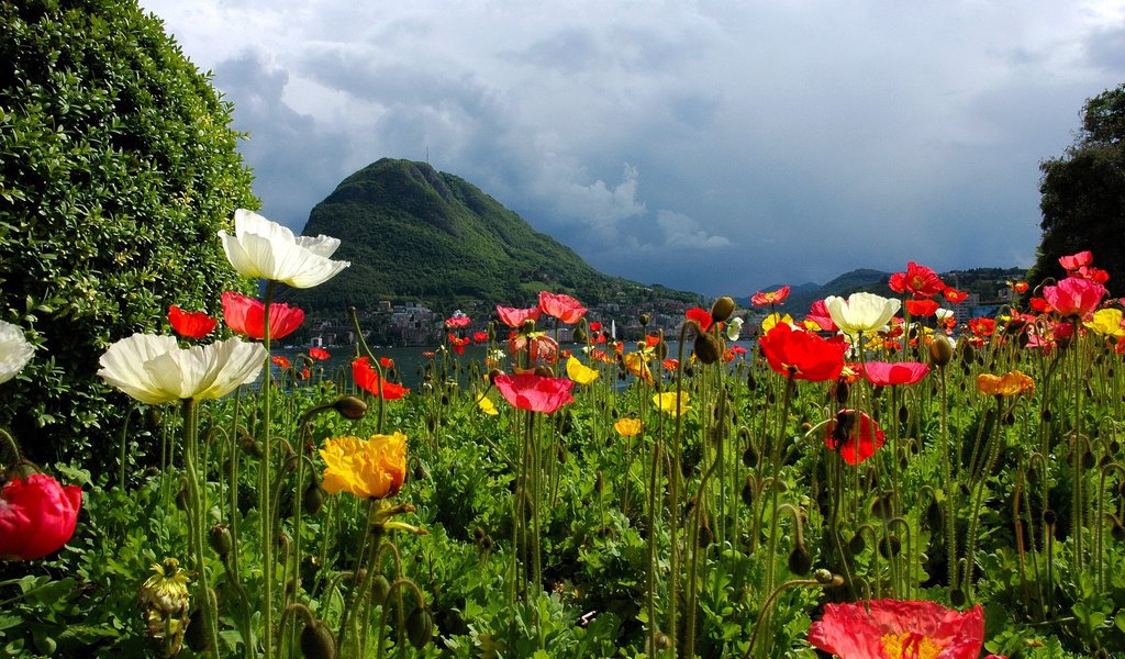 Обои цветы, горы, природа, швейцария, маки, лугано, flowers, mountains, nature, switzerland, maki, lugano разрешение 1920x1200 Загрузить