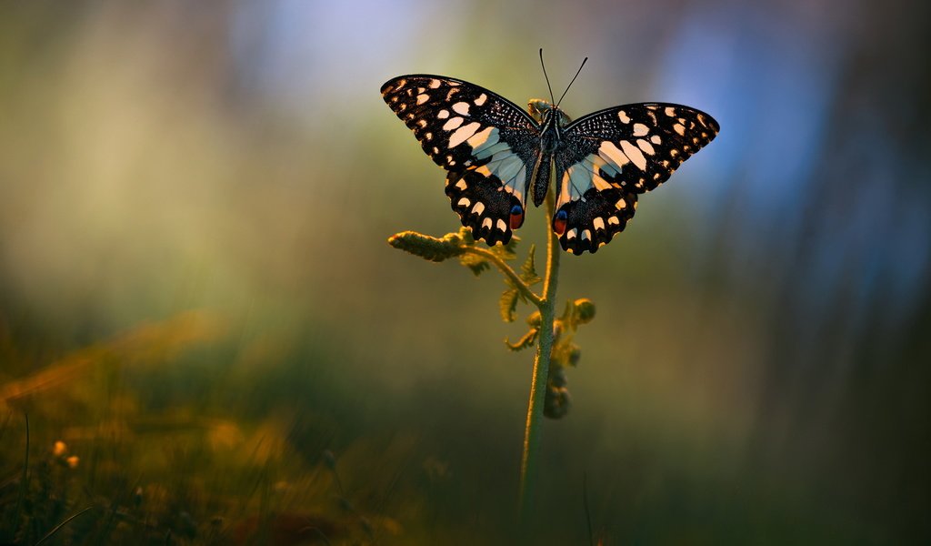 Обои макро, фон, лето, бабочка, поляна, растение, macro, background, summer, butterfly, glade, plant разрешение 2048x1152 Загрузить