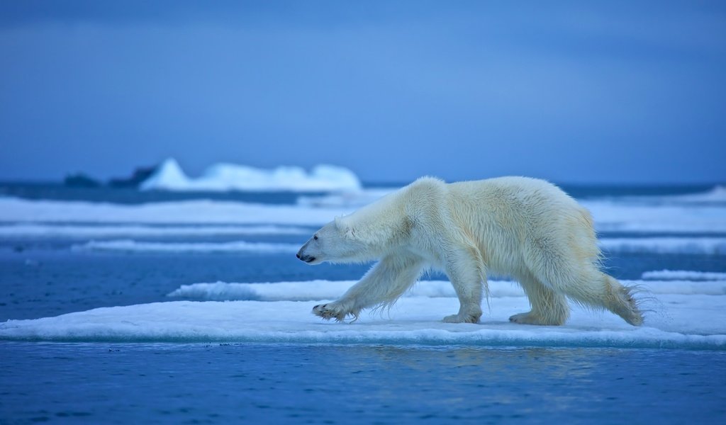 Обои вода, медведь, белый медведь, льдина, water, bear, polar bear, floe разрешение 4500x3000 Загрузить