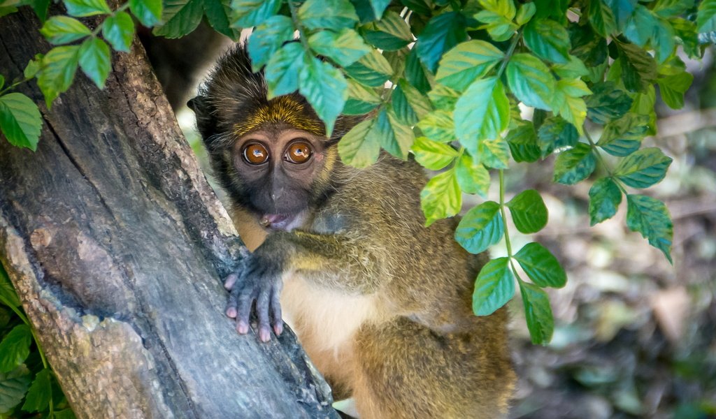 Обои дерево, листья, взгляд, обезьяна, примат, мартышка, tree, leaves, look, monkey, the primacy of разрешение 3000x1687 Загрузить