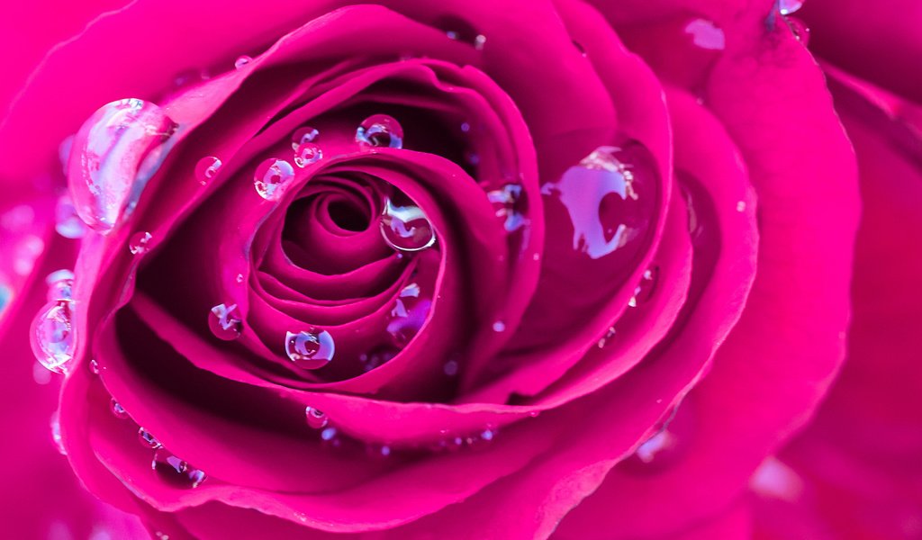Обои макро, роса, капли, роза, бутон, розовая, яркая, macro, rosa, drops, rose, bud, pink, bright разрешение 2048x1152 Загрузить