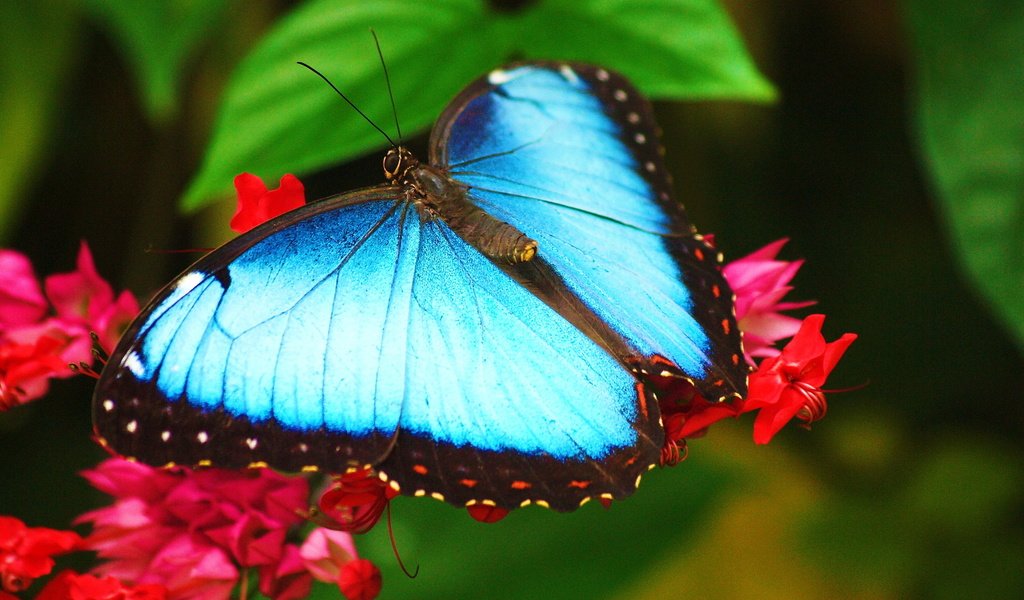 Обои макро, насекомое, цветок, бабочка, крылья, голубая, морфо, macro, insect, flower, butterfly, wings, blue, morpho разрешение 2560x1600 Загрузить