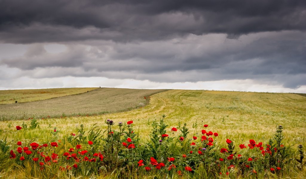 Обои небо, цветы, трава, тучи, поле, маки, колосья, пшеница, the sky, flowers, grass, clouds, field, maki, ears, wheat разрешение 4000x2465 Загрузить