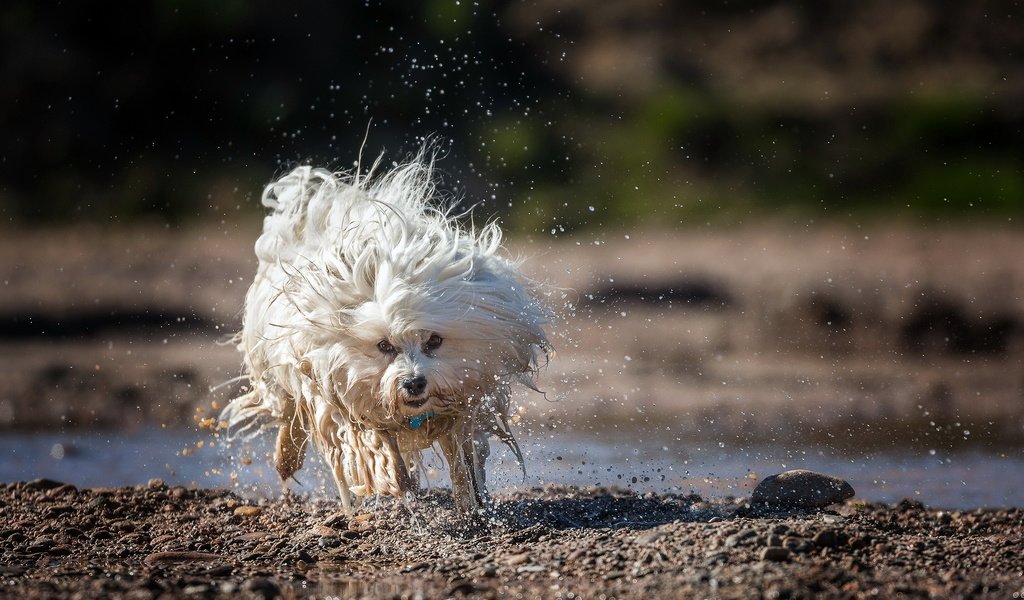 Обои вода, собака, брызги, бег, гаванский бишон, бишон, ralf bitzer, water, dog, squirt, running, the havanese, bichon разрешение 2047x1257 Загрузить