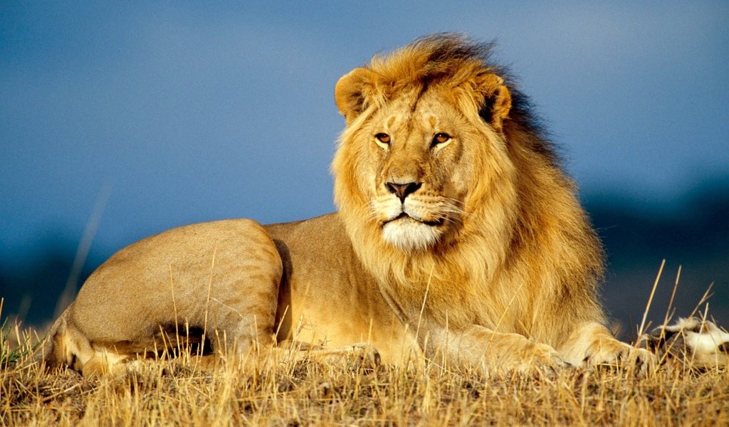 Обои лежит, лев, грива, . лев. лежит. грива, lies, leo, mane, . lion. lies. mane разрешение 2880x1800 Загрузить