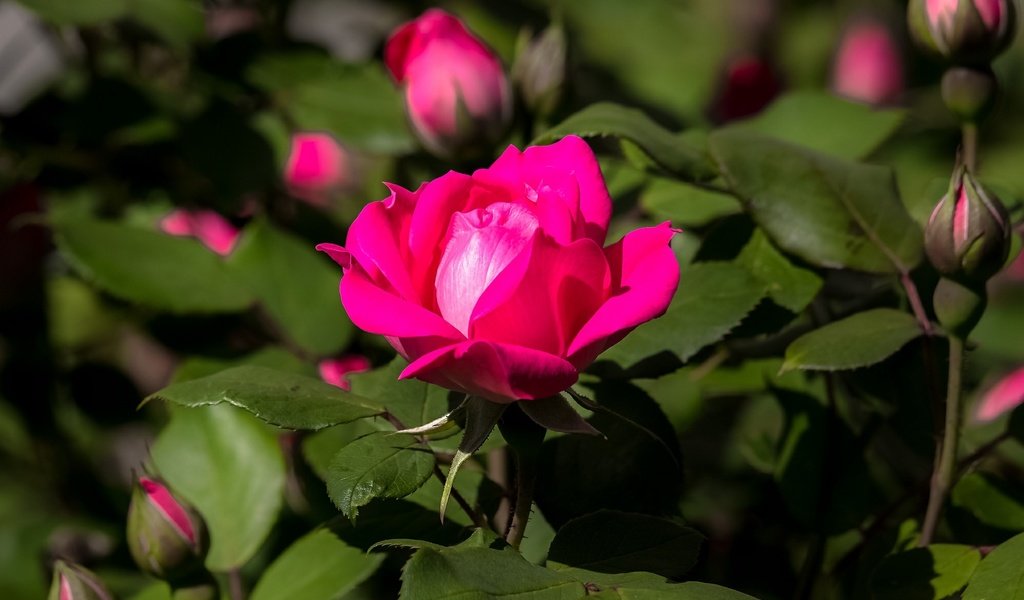 Обои цветы, бутоны, роза, куст, тёмно-розовая, flowers, buds, rose, bush, dark pink разрешение 1996x1350 Загрузить