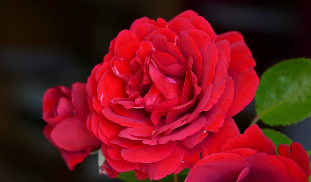 Обои цветы, макро, розы, лепестки, алая роза, flowers, macro, roses, petals, scarlet rose разрешение 2048x1152 Загрузить