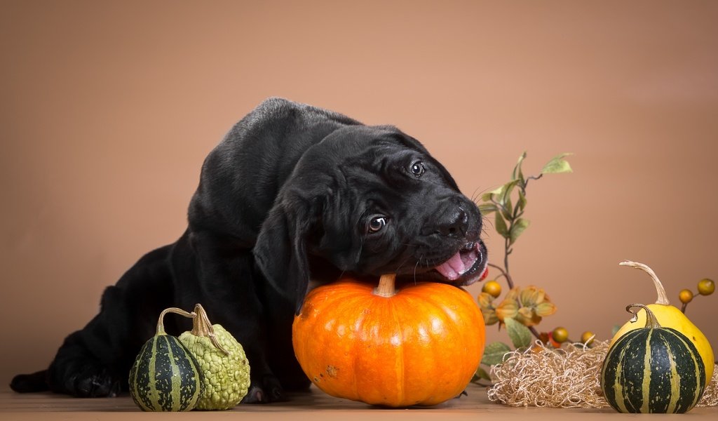 Обои черный, щенок, тыква, кане-корсо, шалун, грызет, black, puppy, pumpkin, cane corso, naughty, nibbles разрешение 3600x2236 Загрузить