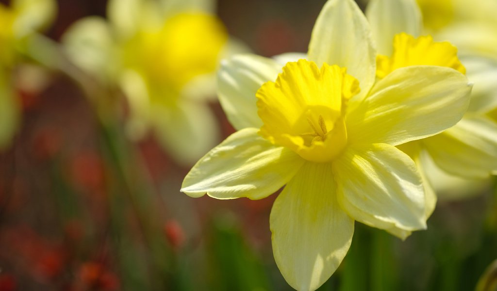 Обои макро, лепестки, нарциссы, желтые, боке, macro, petals, daffodils, yellow, bokeh разрешение 4896x3264 Загрузить