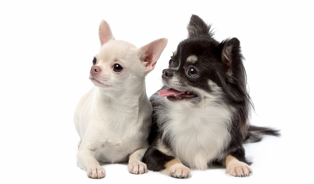 Обои взгляд, белый фон, щенки, собаки, мордочки, дуэт, милые, чихуахуа, look, white background, puppies, dogs, faces, duo, cute, chihuahua разрешение 3200x2055 Загрузить