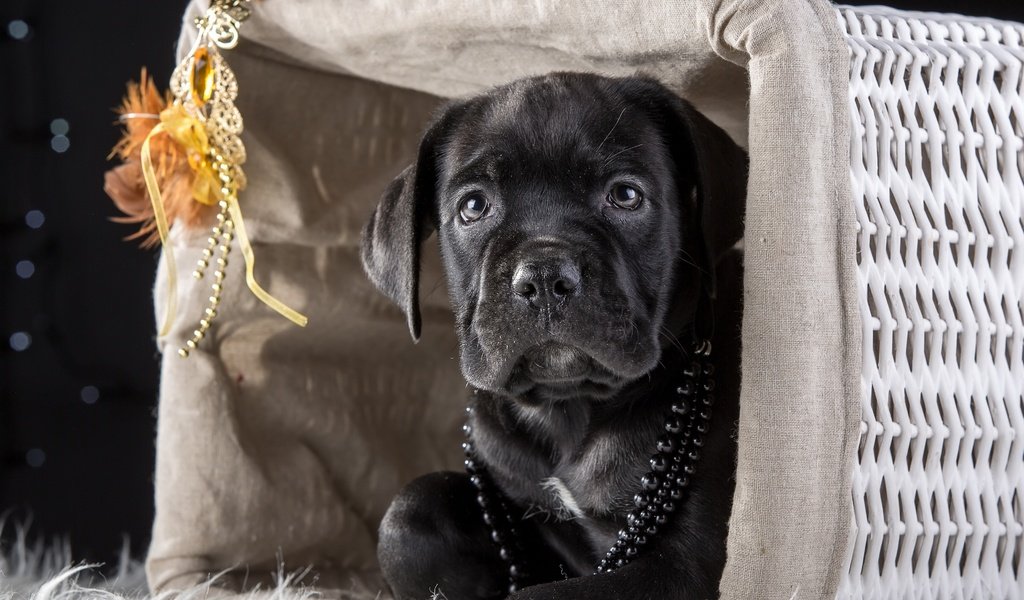 Обои маска, щенок, корзина, бусы, кане-корсо, mask, puppy, basket, beads, cane corso разрешение 4000x2634 Загрузить