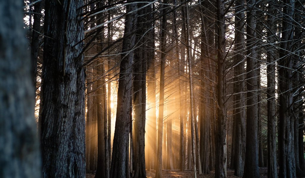 Обои свет, деревья, лес, стволы, солнечные лучи, light, trees, forest, trunks, the sun's rays разрешение 2048x1365 Загрузить