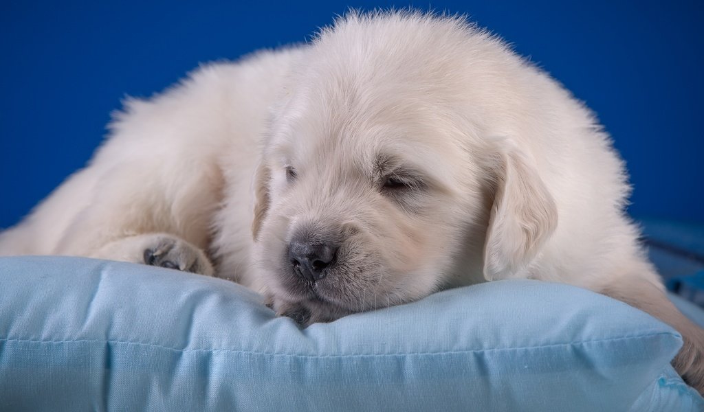 Обои щенок, малыш, подушка, милый, золотистый ретривер, puppy, baby, pillow, cute, golden retriever разрешение 3600x1976 Загрузить