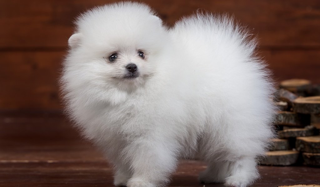 Обои пушистый, белый, щенок, милый, шпиц, fluffy, white, puppy, cute, spitz разрешение 4000x2523 Загрузить