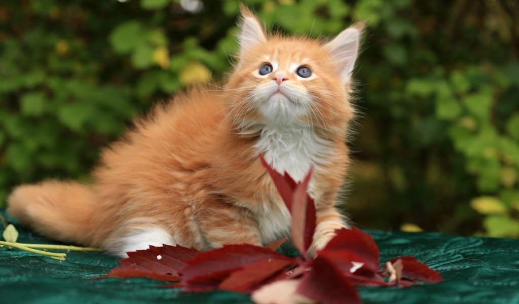 Обои котенок, рыжий, мейн-кун, kitty, red, maine coon разрешение 1920x1215 Загрузить