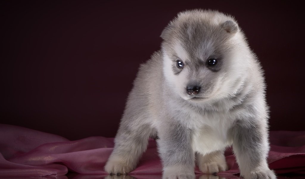 Обои щенок, хаски, порода, puppy, husky, breed разрешение 2400x1534 Загрузить