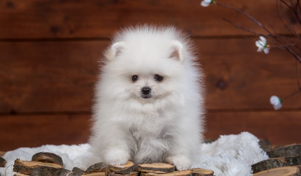 Обои пушистый, белый, щенок, шпиц, fluffy, white, puppy, spitz разрешение 4000x2604 Загрузить