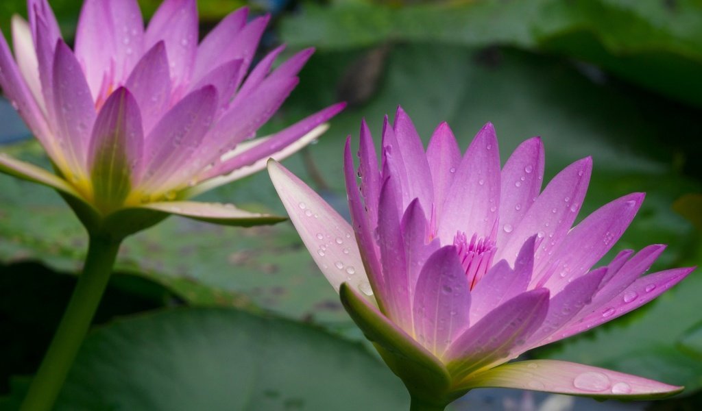 Обои макро, капли, лепестки, сиреневая, нимфея, водяная лилия, macro, drops, petals, lilac, nymphaeum, water lily разрешение 1970x1147 Загрузить