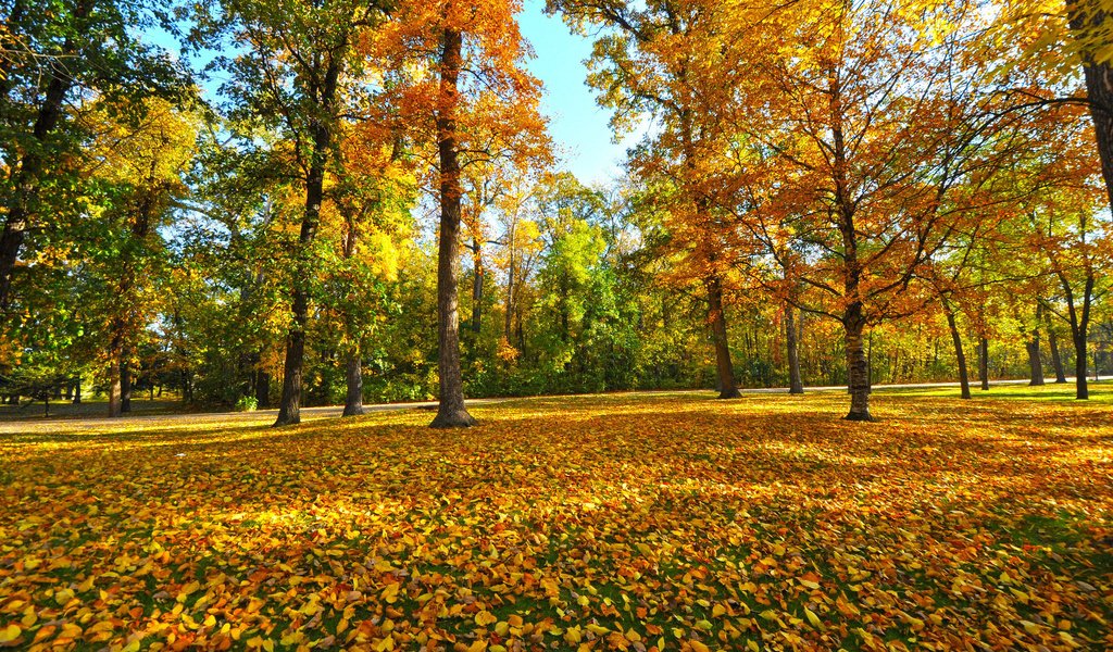 Обои деревья, листья, парк, осень, trees, leaves, park, autumn разрешение 2048x1368 Загрузить