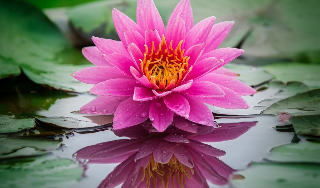 Обои вода, отражение, розовая, нимфея, водяная лилия, water, reflection, pink, nymphaeum, water lily разрешение 2048x1350 Загрузить