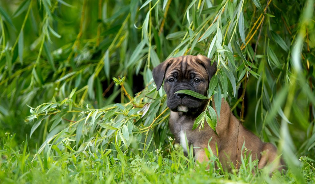 Обои трава, щенок, ива, кане-корсо, верба, grass, puppy, iva, cane corso, verba разрешение 3000x1968 Загрузить