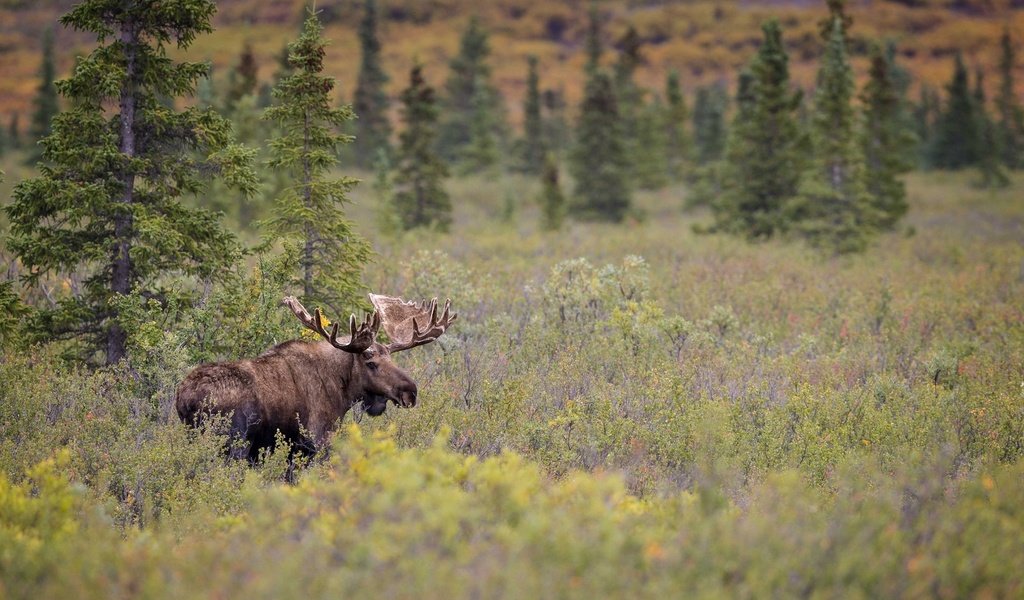 Обои лес, луг, рога, лось, сохатый, forest, meadow, horns, moose, elk разрешение 1920x1204 Загрузить