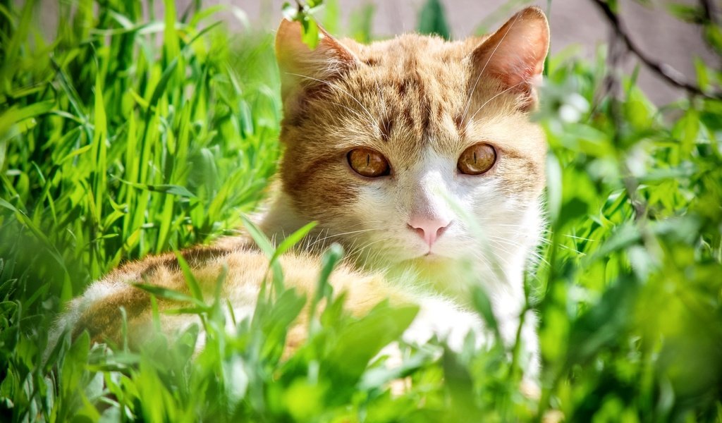Обои трава, кот, взгляд, желтоглазый, grass, cat, look, yellow eyes разрешение 2100x1376 Загрузить