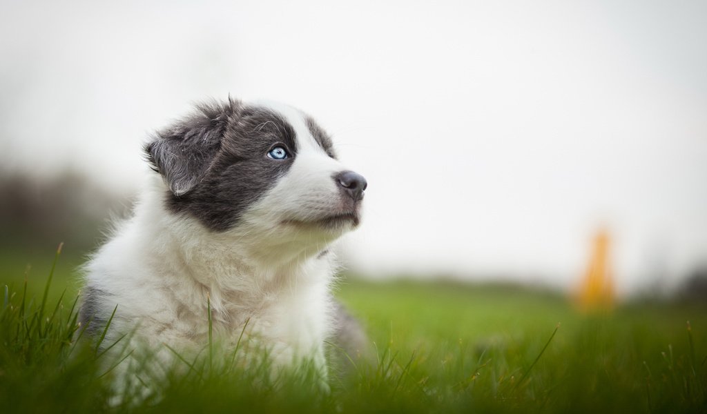 Обои трава, природа, мордочка, собака, серый, луг, щенок, аусси, grass, nature, muzzle, dog, grey, meadow, puppy, aussie разрешение 2048x1152 Загрузить