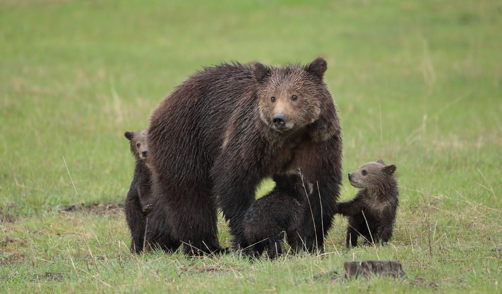Обои природа, лето, медведи, детеныши, медвежата, nature, summer, bears, cubs разрешение 3200x1800 Загрузить
