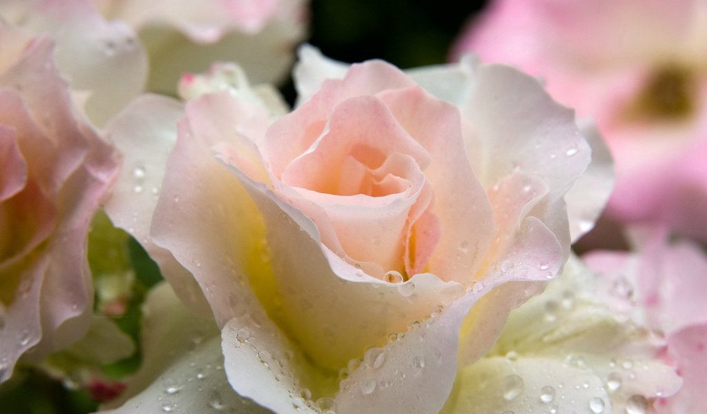 Обои капли, роза, нежная, drops, rose, gentle разрешение 2880x1880 Загрузить