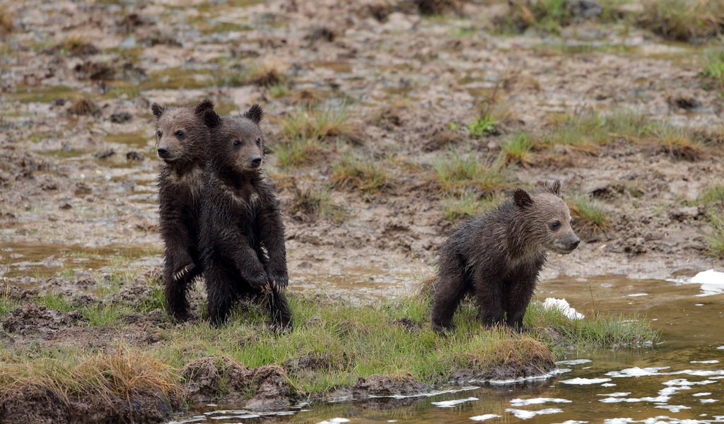 Обои природа, фон, медведи, nature, background, bears разрешение 3600x2025 Загрузить