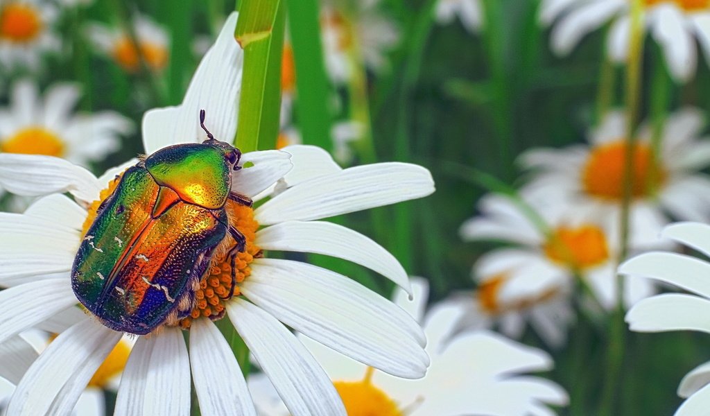 Обои цветы, жук, макро, насекомое, ромашки, бронзовка золотистая, flowers, beetle, macro, insect, chamomile, brantovka golden разрешение 2048x1152 Загрузить