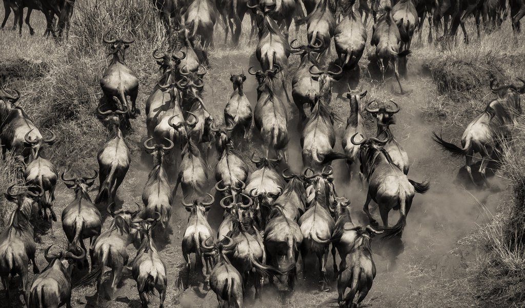 Обои чёрно-белое, африка, стадо, кения, буйволы, black and white, africa, the herd, kenya, buffalo разрешение 2048x1152 Загрузить