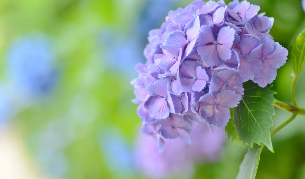 Обои макро, фон, цветок, боке, соцветие, гортензия, macro, background, flower, bokeh, inflorescence, hydrangea разрешение 2048x1356 Загрузить