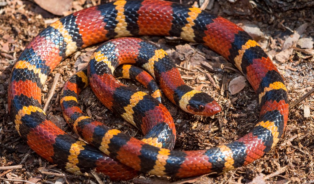 Обои красная, змея, полосатая, lampropeltis triangulum elapsoides, red, snake, striped разрешение 2048x1365 Загрузить