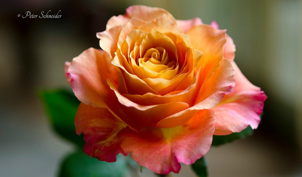 Обои роза, лепестки, размытость, rose, petals, blur разрешение 1920x1223 Загрузить