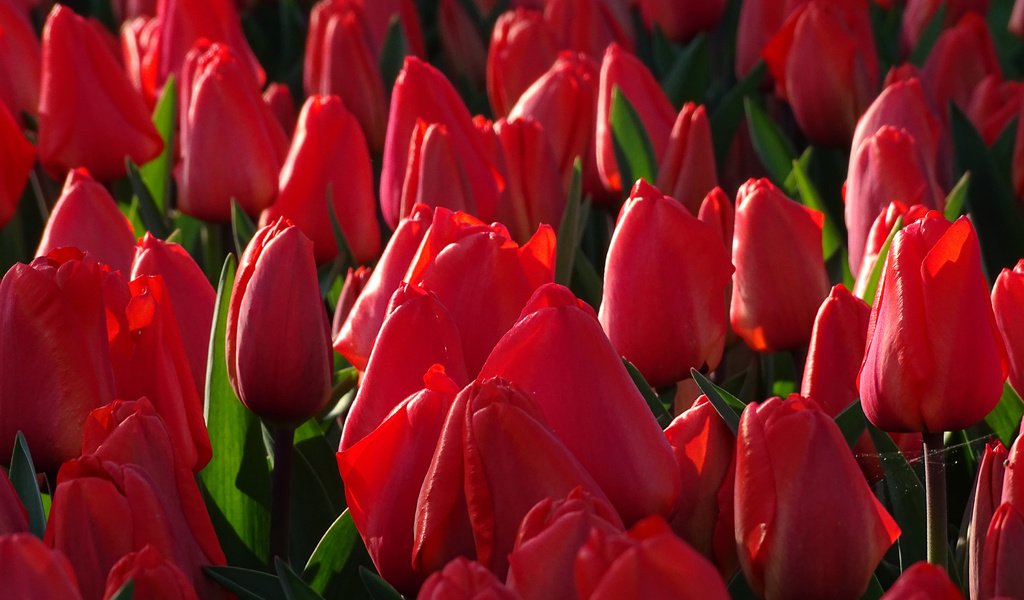 Обои бутоны, тюльпаны, много, красные тюльпаны, buds, tulips, a lot, red tulips разрешение 3600x2400 Загрузить