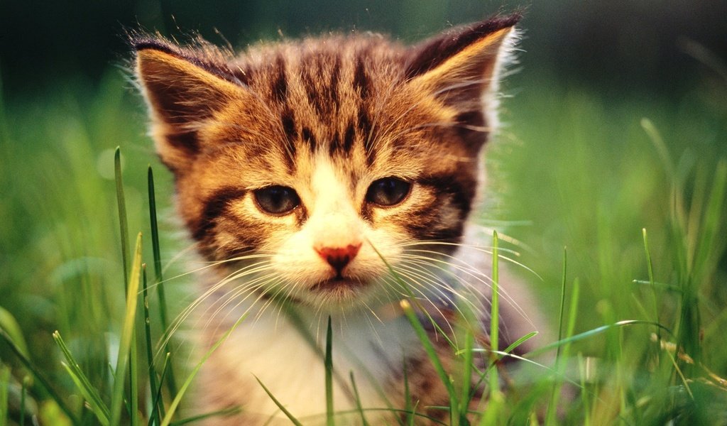 Обои трава, природа, кошка, котенок, grass, nature, cat, kitty разрешение 1920x1200 Загрузить