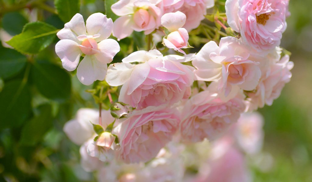 Обои макро, розы, лепестки, бутончики, macro, roses, petals, buds разрешение 2048x1356 Загрузить