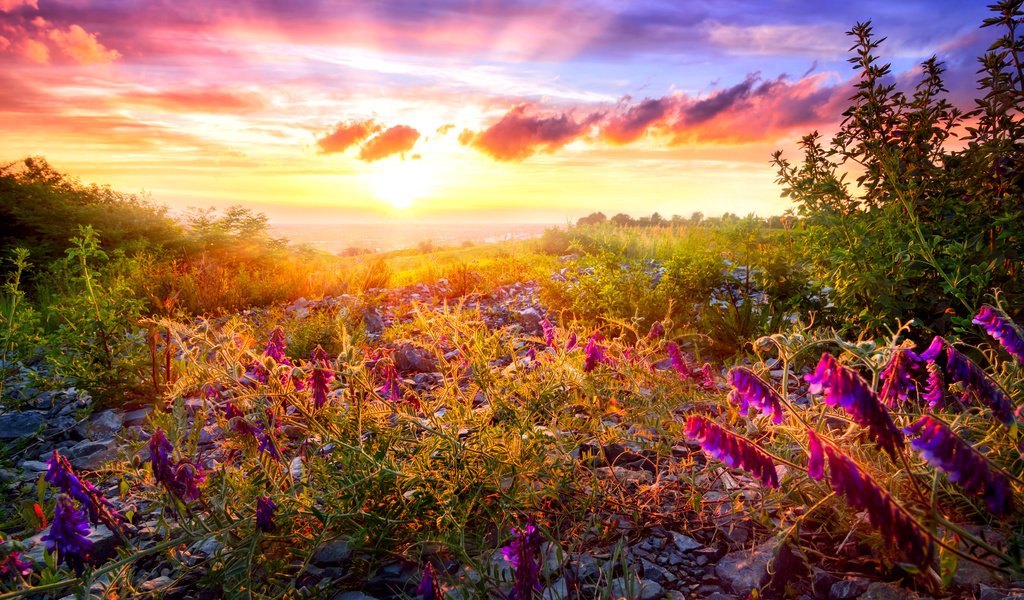 Обои небо, облака, поле, луг, дицентра, расссвет, the sky, clouds, field, meadow, the bleeding heart, rassvet разрешение 3428x2285 Загрузить