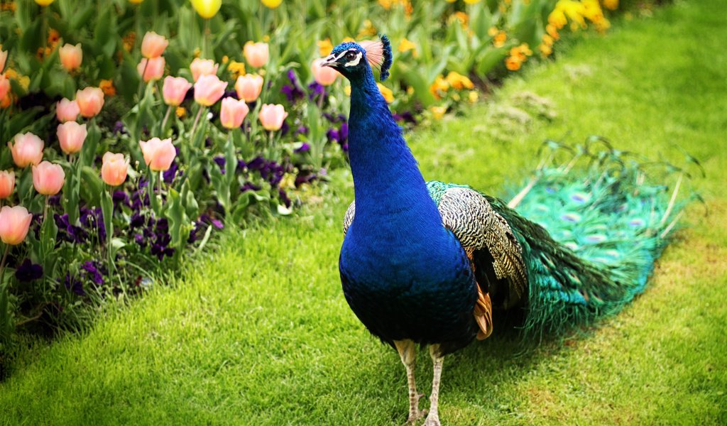 Обои цветы, природа, птица, тюльпаны, павлин, flowers, nature, bird, tulips, peacock разрешение 2048x1455 Загрузить