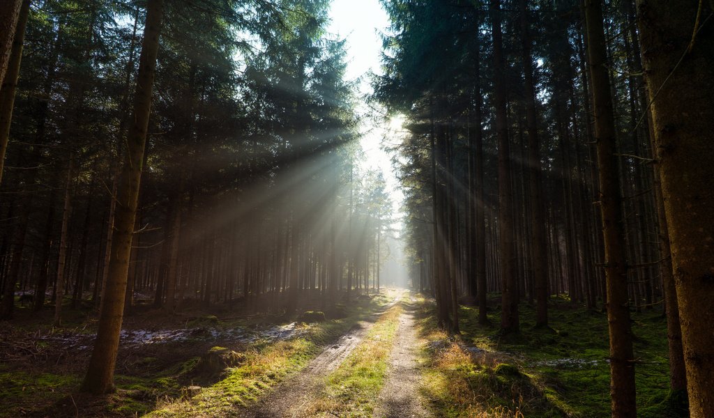 Обои дорога, деревья, лес, солнечный свет, road, trees, forest, sunlight разрешение 2048x1365 Загрузить