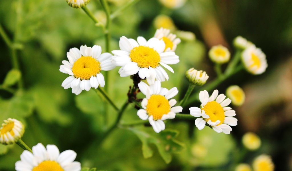 Обои цветы, зелень, лето, ромашки, flowers, greens, summer, chamomile разрешение 4272x2848 Загрузить