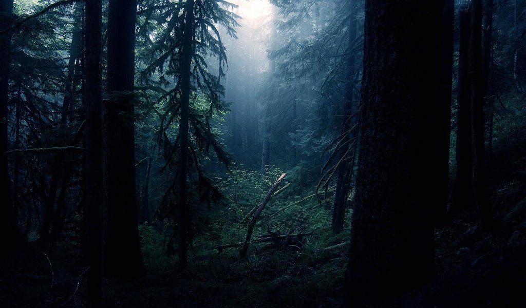 Обои ночь, деревья, лес, night, trees, forest разрешение 1920x1080 Загрузить