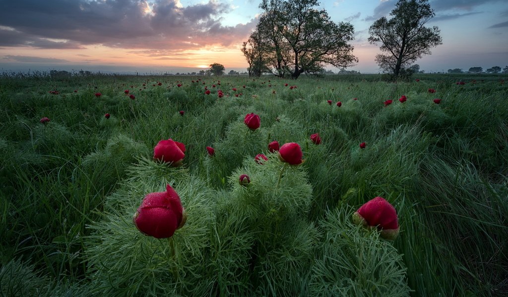 Обои цветы, вечер, поле, flowers, the evening, field разрешение 2048x1637 Загрузить