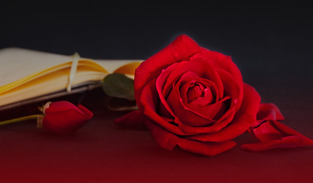 Обои цветы, бутоны, стиль, розы, лепестки, книга, страницы, flowers, buds, style, roses, petals, book, page разрешение 3231x1794 Загрузить