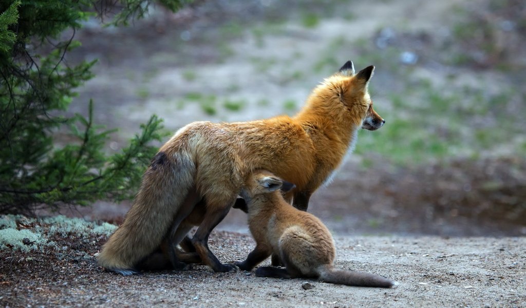 Обои природа, фон, лиса, детеныш, лисенок, лисы, nature, background, fox, cub разрешение 2048x1404 Загрузить